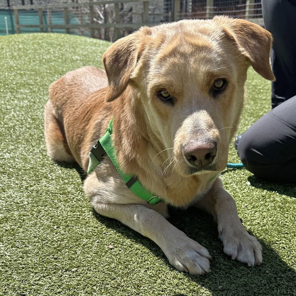Finley, an adoptable Mixed Breed in Hailey, ID, 83333 | Photo Image 4