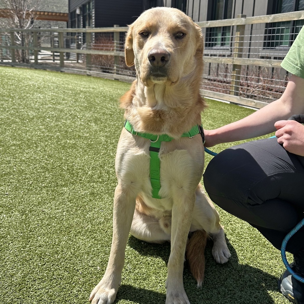 Finley, an adoptable Mixed Breed in Hailey, ID, 83333 | Photo Image 5