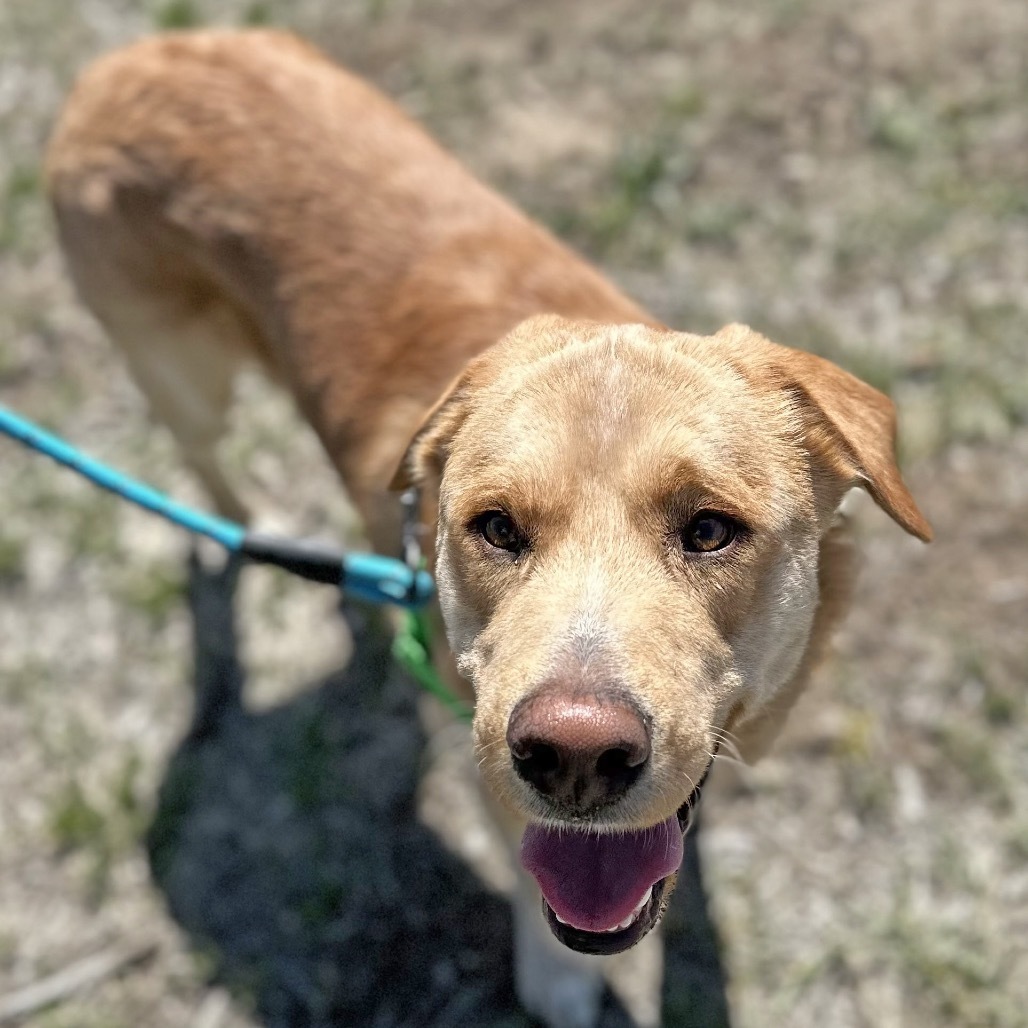 Finley, an adoptable Mixed Breed in Hailey, ID, 83333 | Photo Image 6