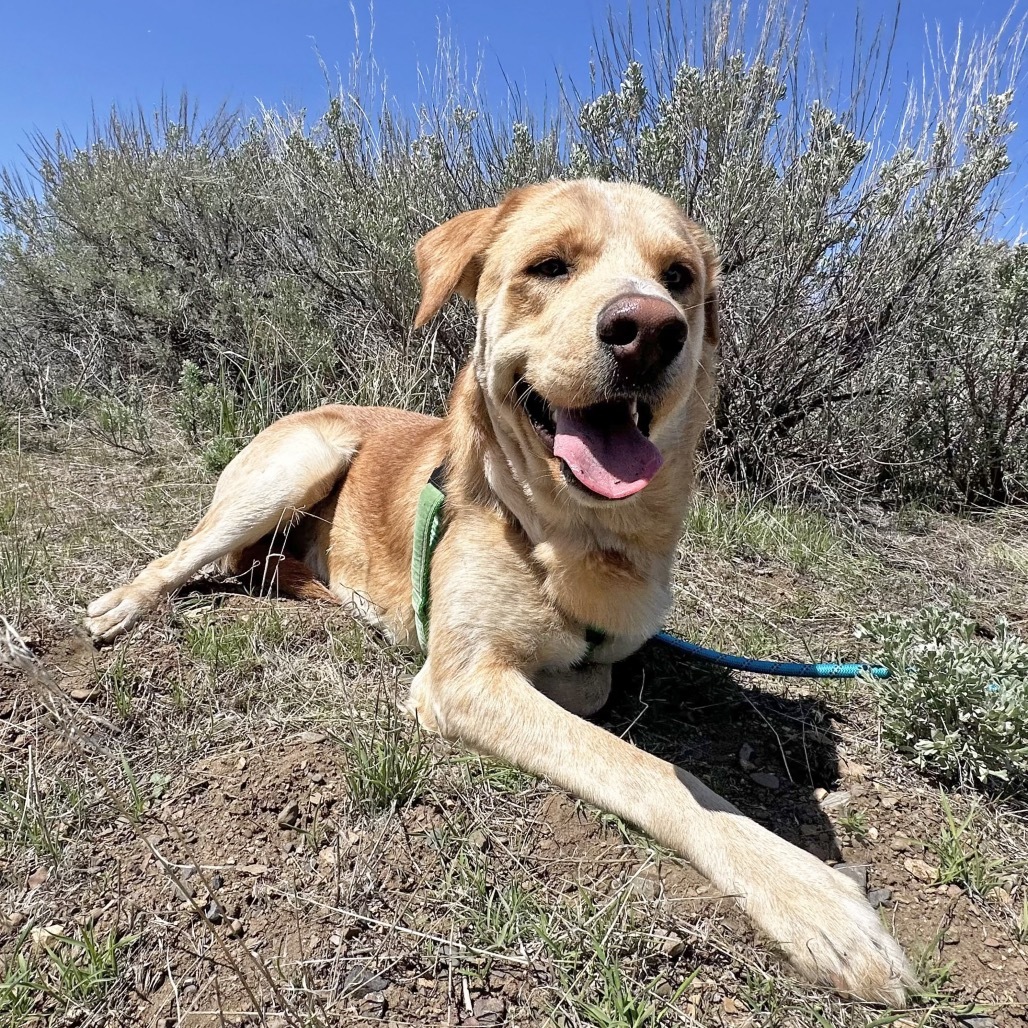 Finley, an adoptable Mixed Breed in Hailey, ID, 83333 | Photo Image 6