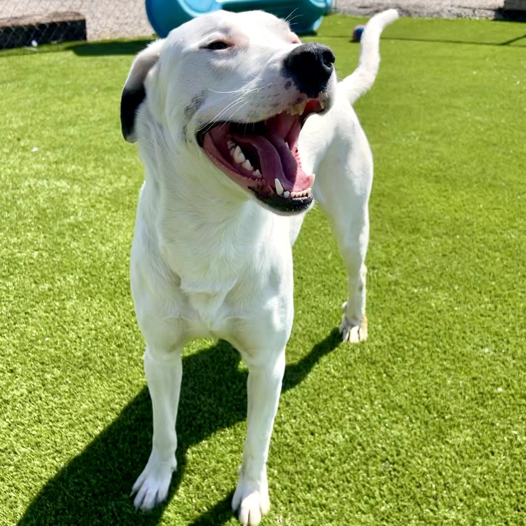 Prince, an adoptable Pit Bull Terrier, Mixed Breed in Idaho Falls, ID, 83402 | Photo Image 2
