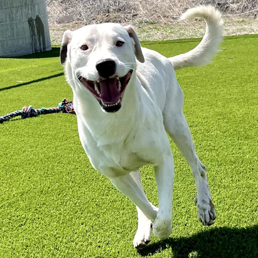 Prince, an adoptable Pit Bull Terrier, Mixed Breed in Idaho Falls, ID, 83402 | Photo Image 3