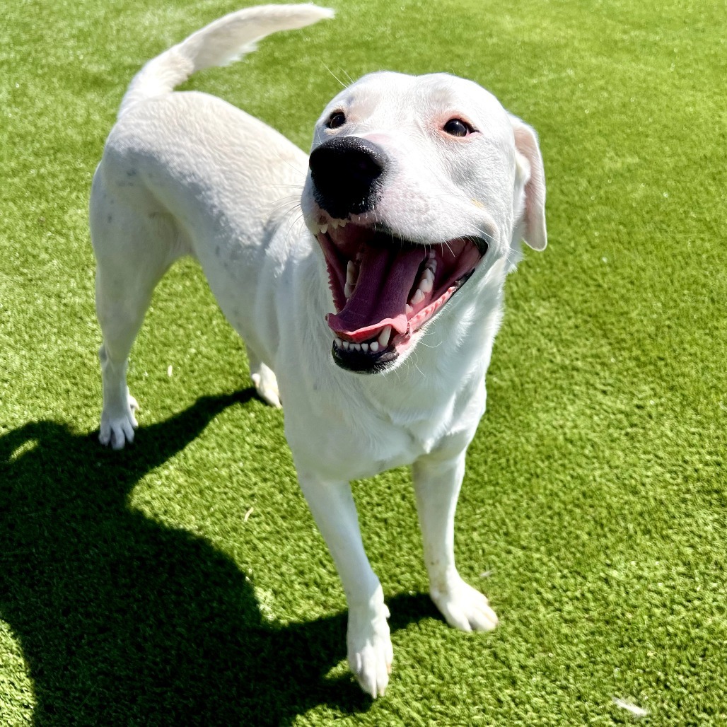 Prince, an adoptable Pit Bull Terrier, Mixed Breed in Idaho Falls, ID, 83402 | Photo Image 4