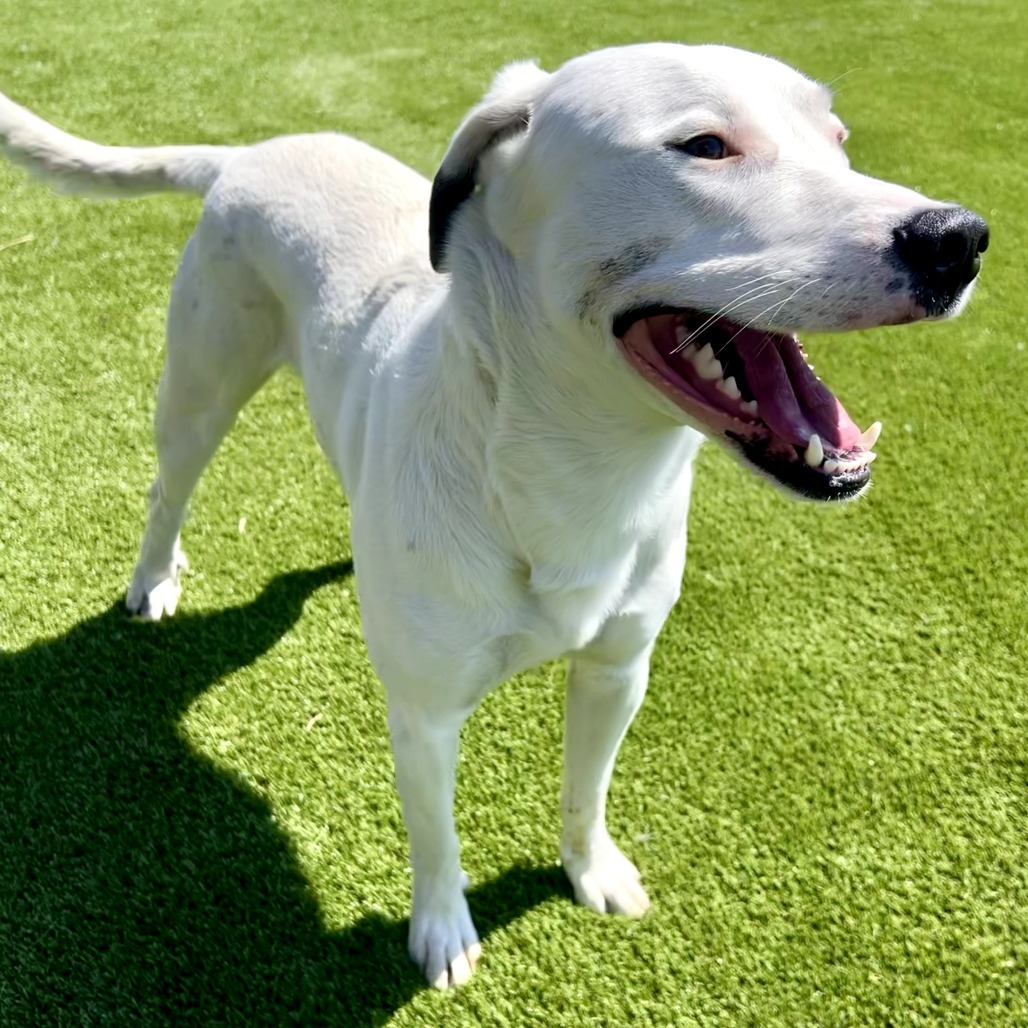 Prince, an adoptable Pit Bull Terrier, Mixed Breed in Idaho Falls, ID, 83402 | Photo Image 5