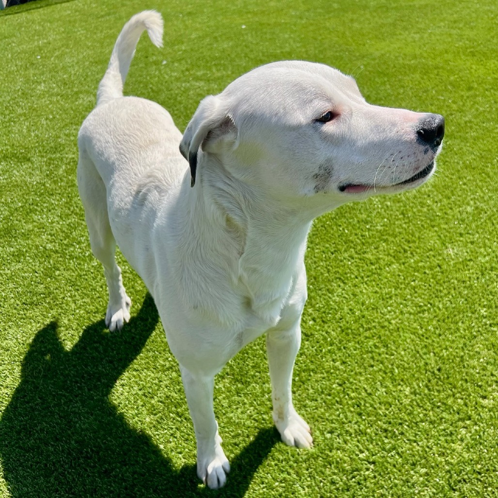 Prince, an adoptable Pit Bull Terrier, Mixed Breed in Idaho Falls, ID, 83402 | Photo Image 6