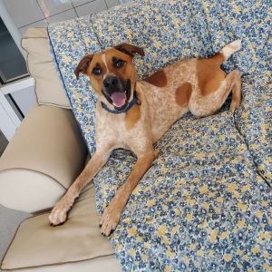 Meet Bologna Say hello to Bologna a charming young adult dog with a big heart and an even bigger p
