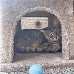 This sweet boy is Ziggy Ziggy is a friendly furball whos a recent arrival at our Chelsea location