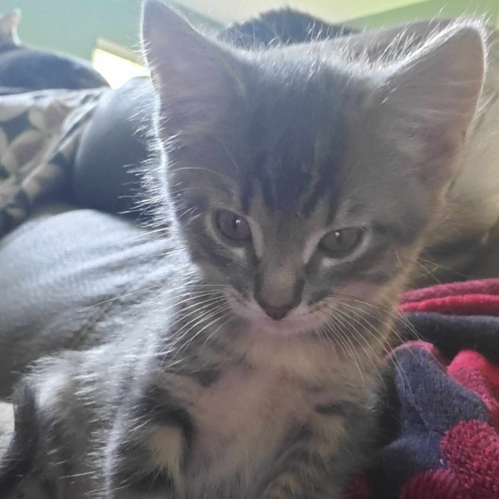 Merlin