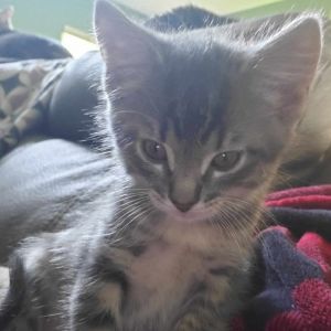 Merlin, Baby Male Domestic Short Hair