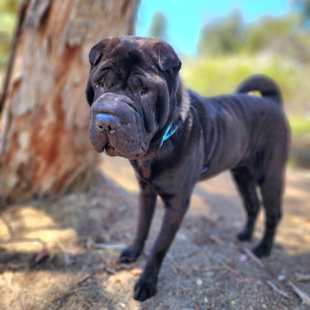 Bubba C000-209- Chino Hills Location