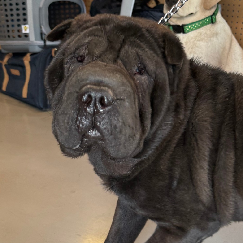 Bubba C000-209- Chino Hills Location