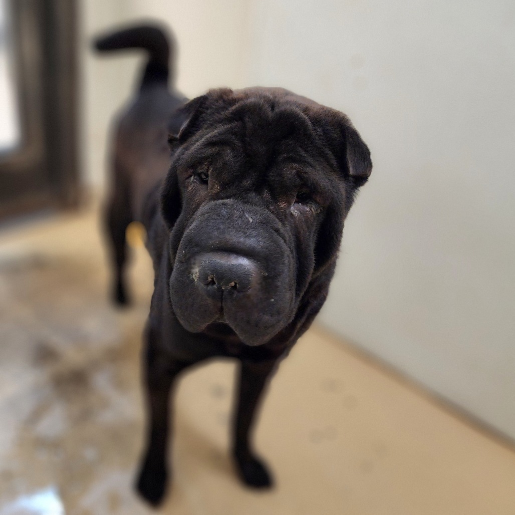 Bubba C000-209- Chino Hills Location