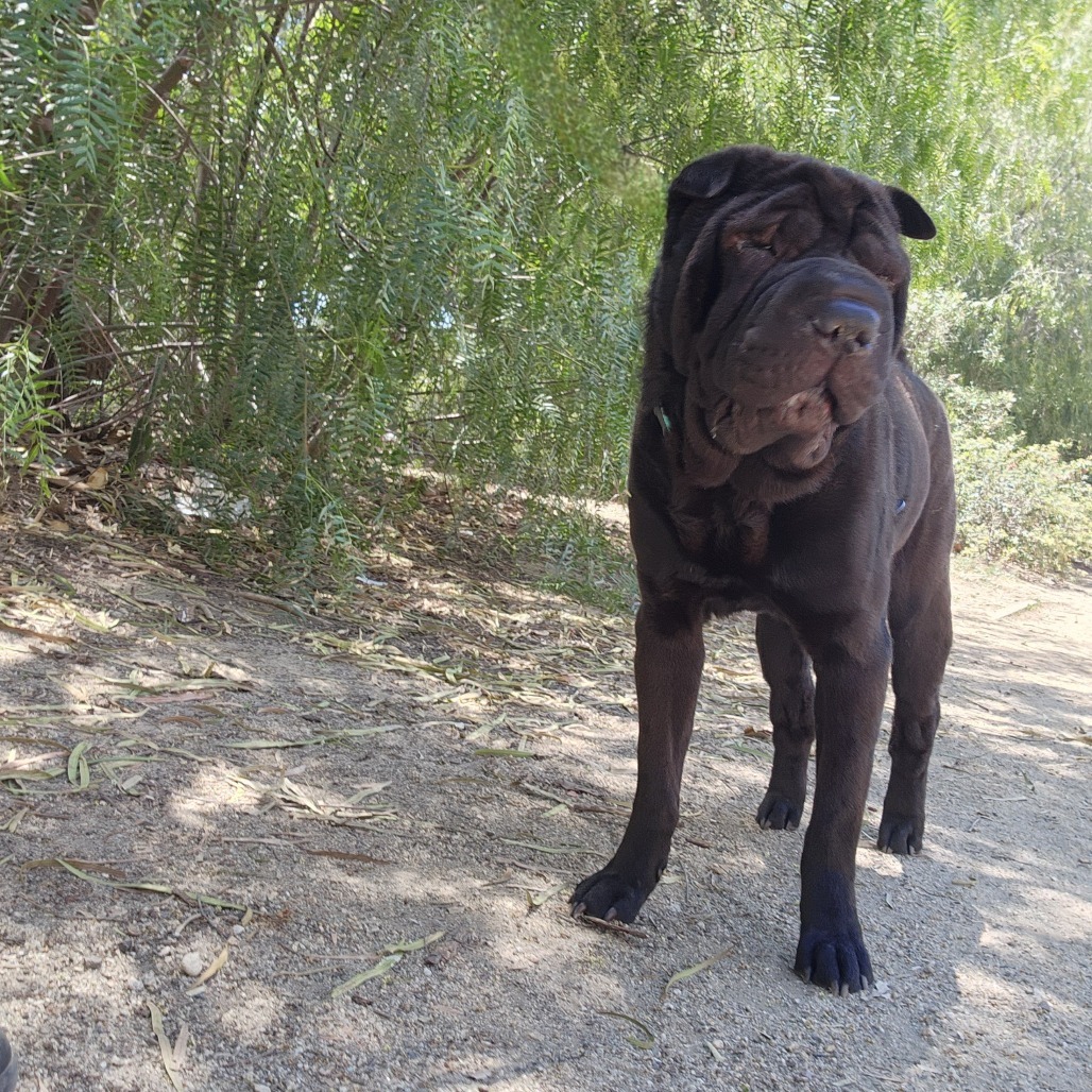 Bubba C000-209- Chino Hills Location