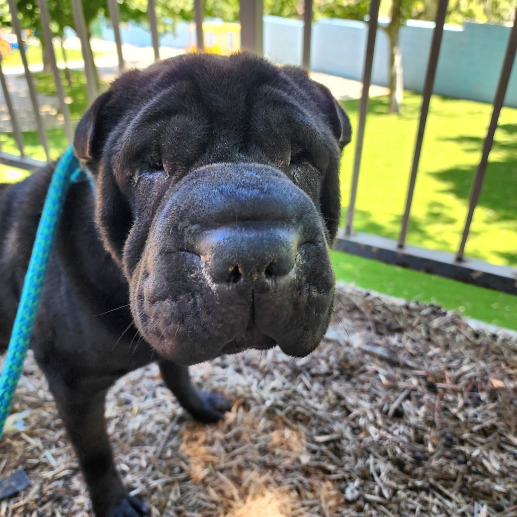 Bubba C000-209- Chino Hills Location