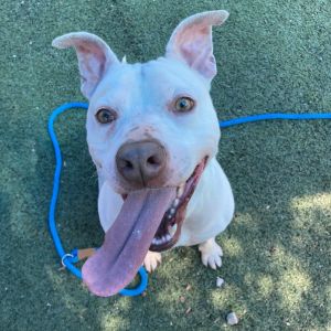 Coco (Windy), Adult Female Mixed Breed