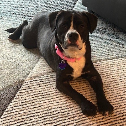 Cocoa