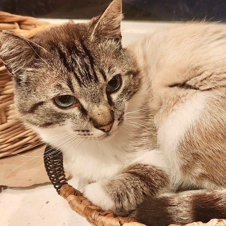 Atlas