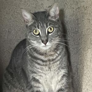 Sweet boy Ross was rescued from the streets of Compton with his siblings starving and scared He is