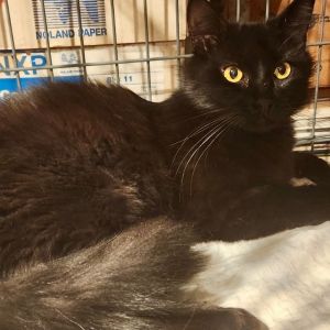 Pepper was rescued from a life on the streets by a Kitten Rescue volunteer and w