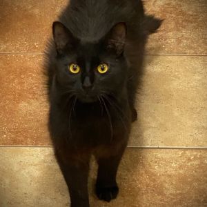 Pepper was rescued from a life on the streets by a Kitten Rescue volunteer and was placed in a foste