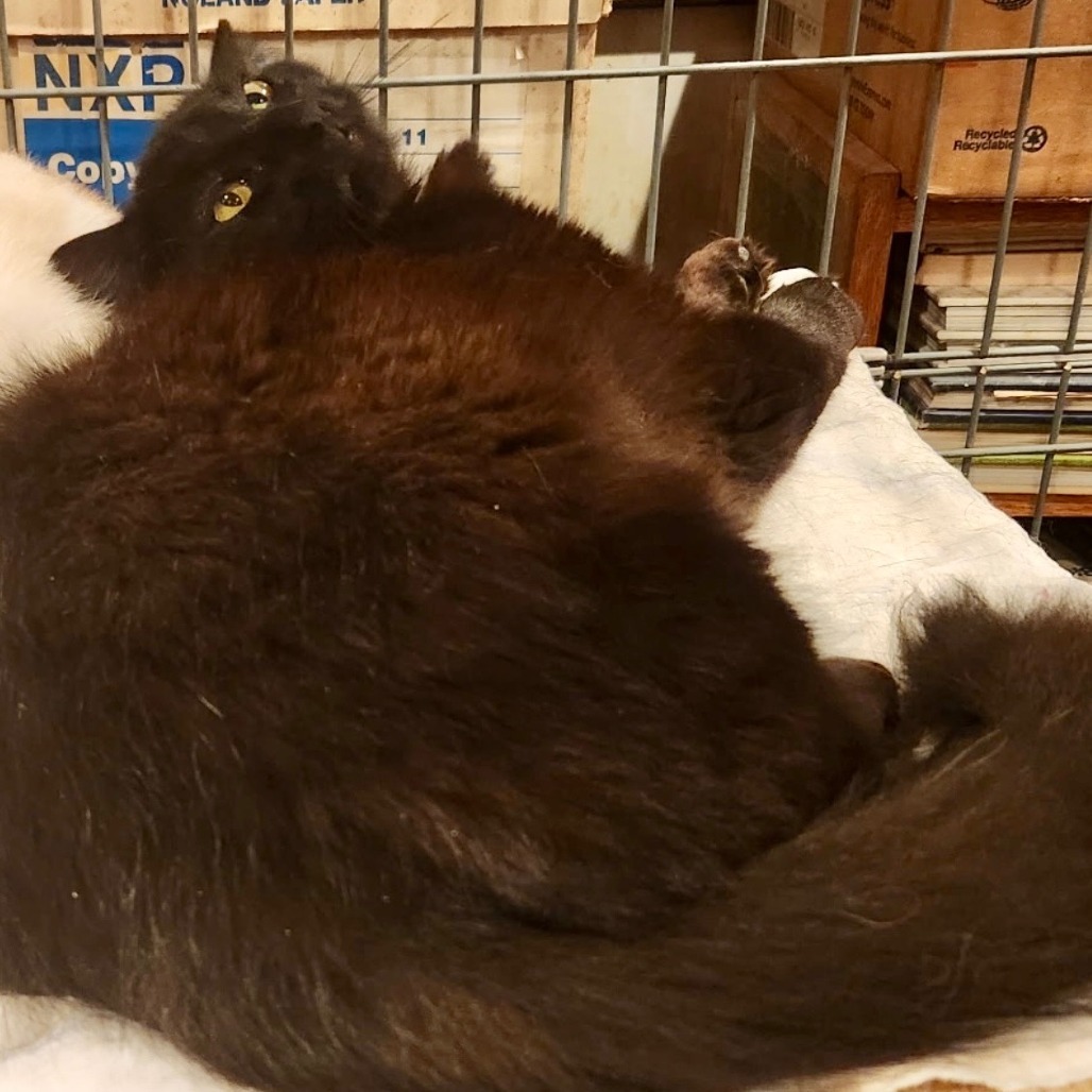 Pepper