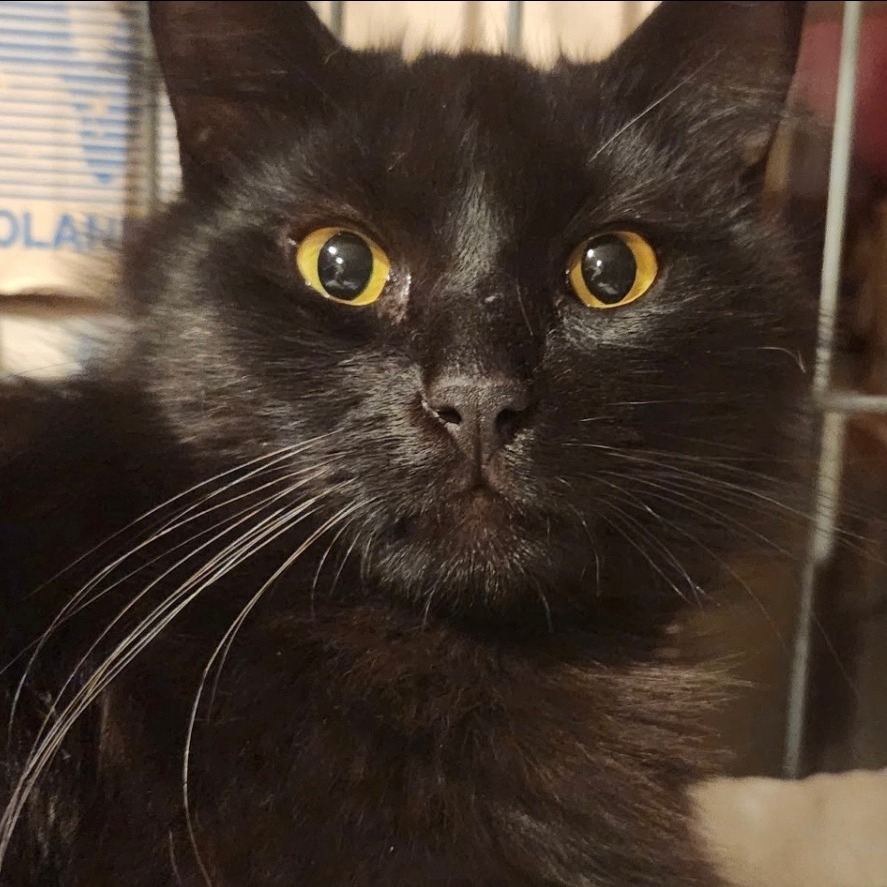 Pepper