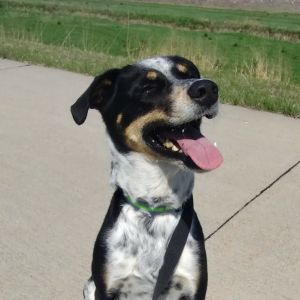 Mikey (Samson), Adult Male Australian Cattle Dog / Blue Heeler