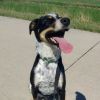 Mikey (Samson) photo 2