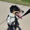 Mikey (Samson) photo 4