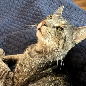 Buddy is charming tabby with a heart full of love and a coat as silky as it is beautiful His