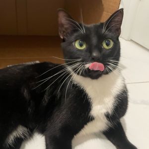 Olivia is a gorgeous 1-year-old tuxedo girl with bright soulful green eyes in a petite frame Shes