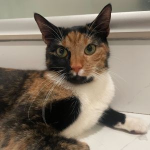 Lily is a beautiful 1-year-old calico girl with the softest fur and a heart full of love to give Sh