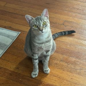 Sweet slinky sassy - Meet Geri She purrs like a motor as soon as you look at her shell meow