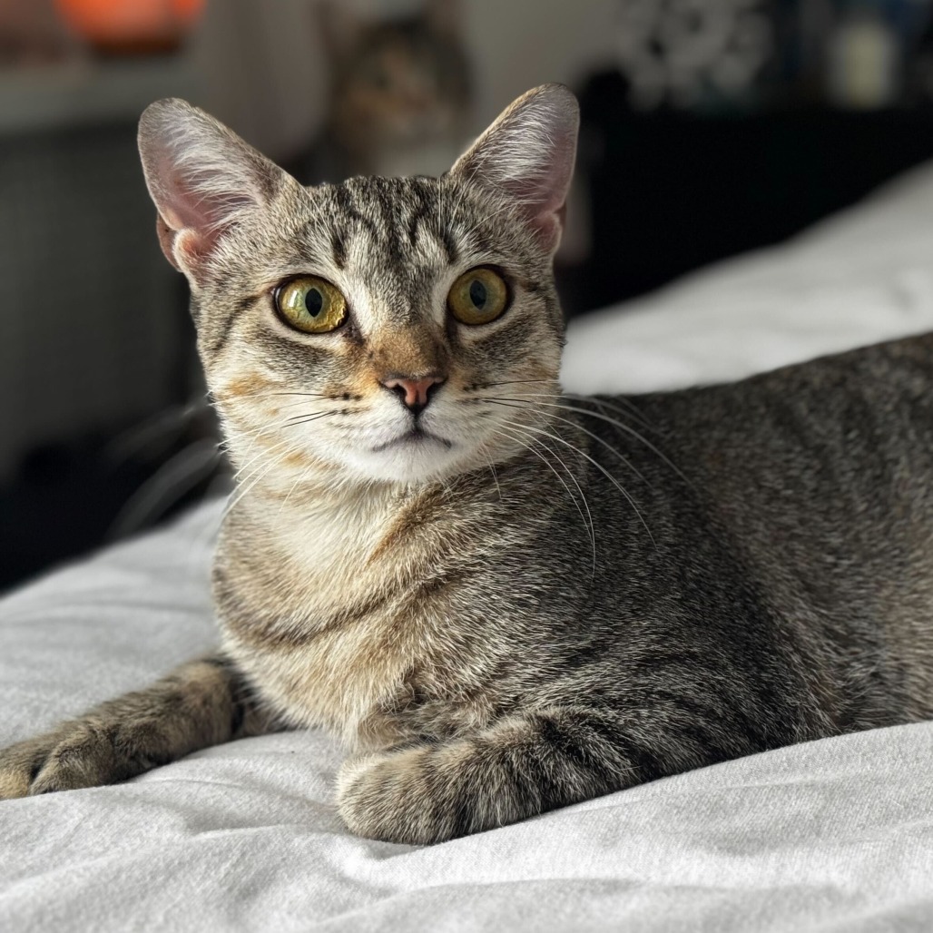 Geri