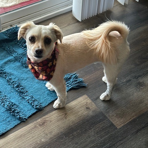 Taco
