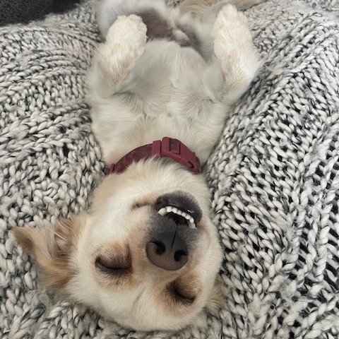 Taco