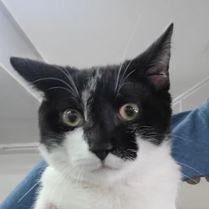 Monty, Young Male Domestic Short Hair