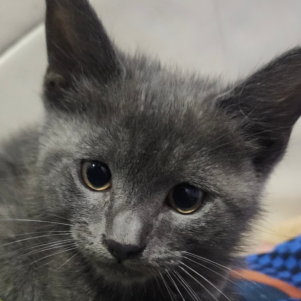 Orton, an adoptable Domestic Medium Hair in Guaynabo, PR, 00969 | Photo Image 1