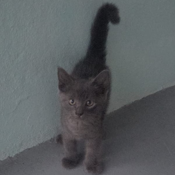 Orton, an adoptable Domestic Medium Hair in Guaynabo, PR, 00969 | Photo Image 2