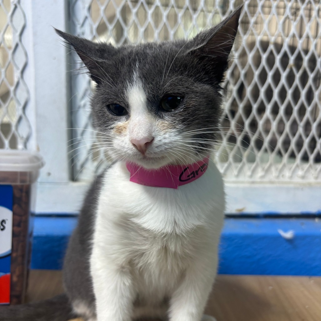 Greys, an adoptable American Shorthair in Guaynabo, PR, 00969 | Photo Image 1