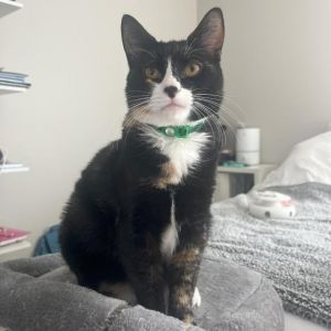 These beautiful sisters are being surrendered because the owners fiance doesnt