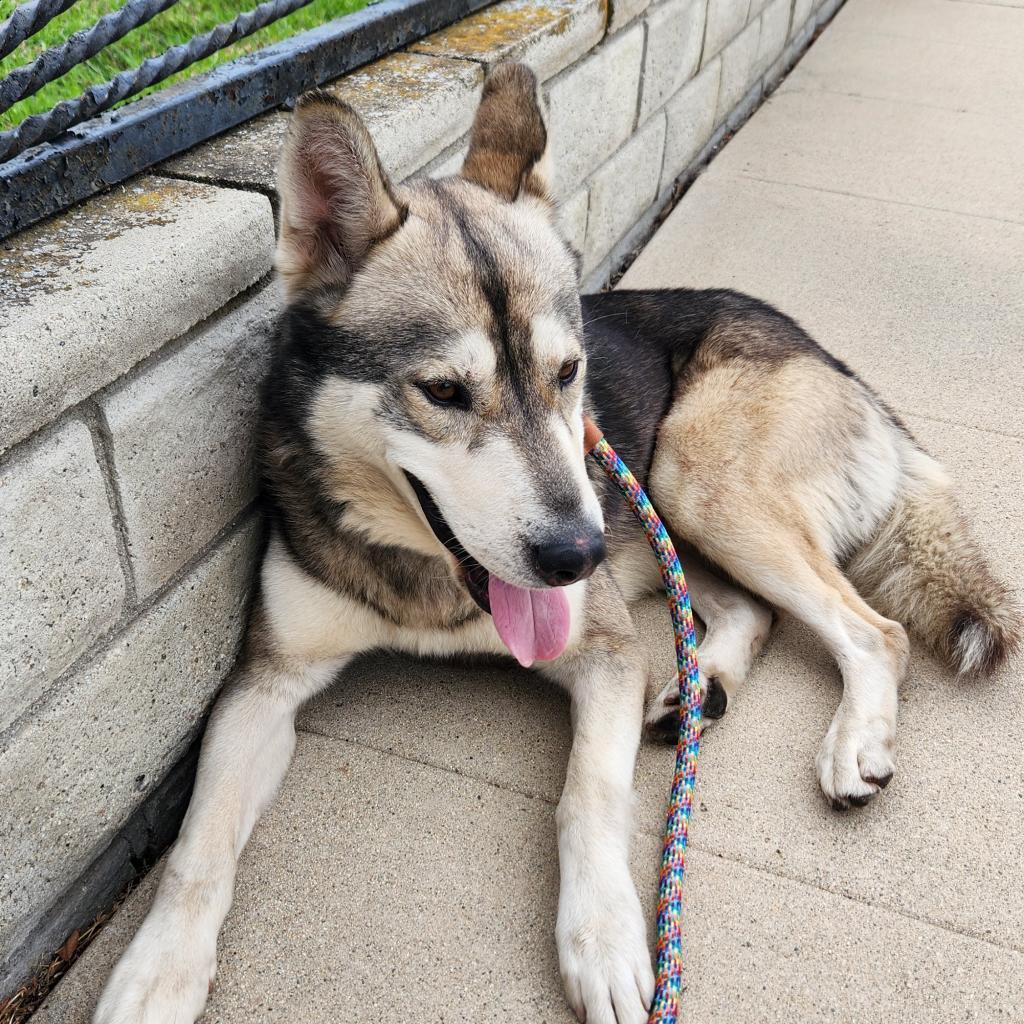 Bandit A2104232