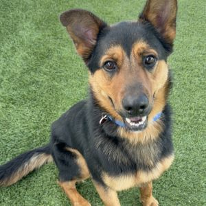 JEROME-A2118570, Adult Male German Shepherd Dog