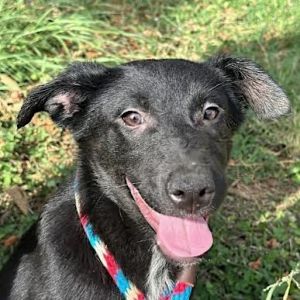 Midnight, Young Female Hound