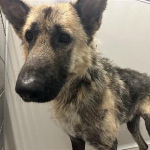 Emmett, Senior Male German Shepherd Dog