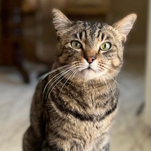 Hi there My name is Alfred Im a 9 year old male neutered brown tabby Im up to date on
