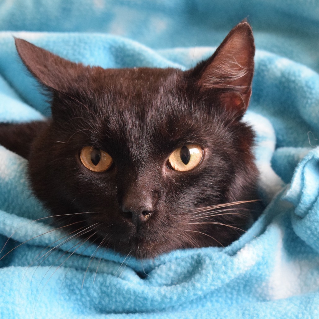 Keegan, an adoptable Domestic Short Hair in Eureka, CA, 95503 | Photo Image 1