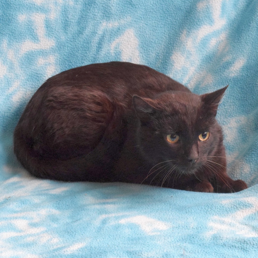 Keegan, an adoptable Domestic Short Hair in Eureka, CA, 95503 | Photo Image 2