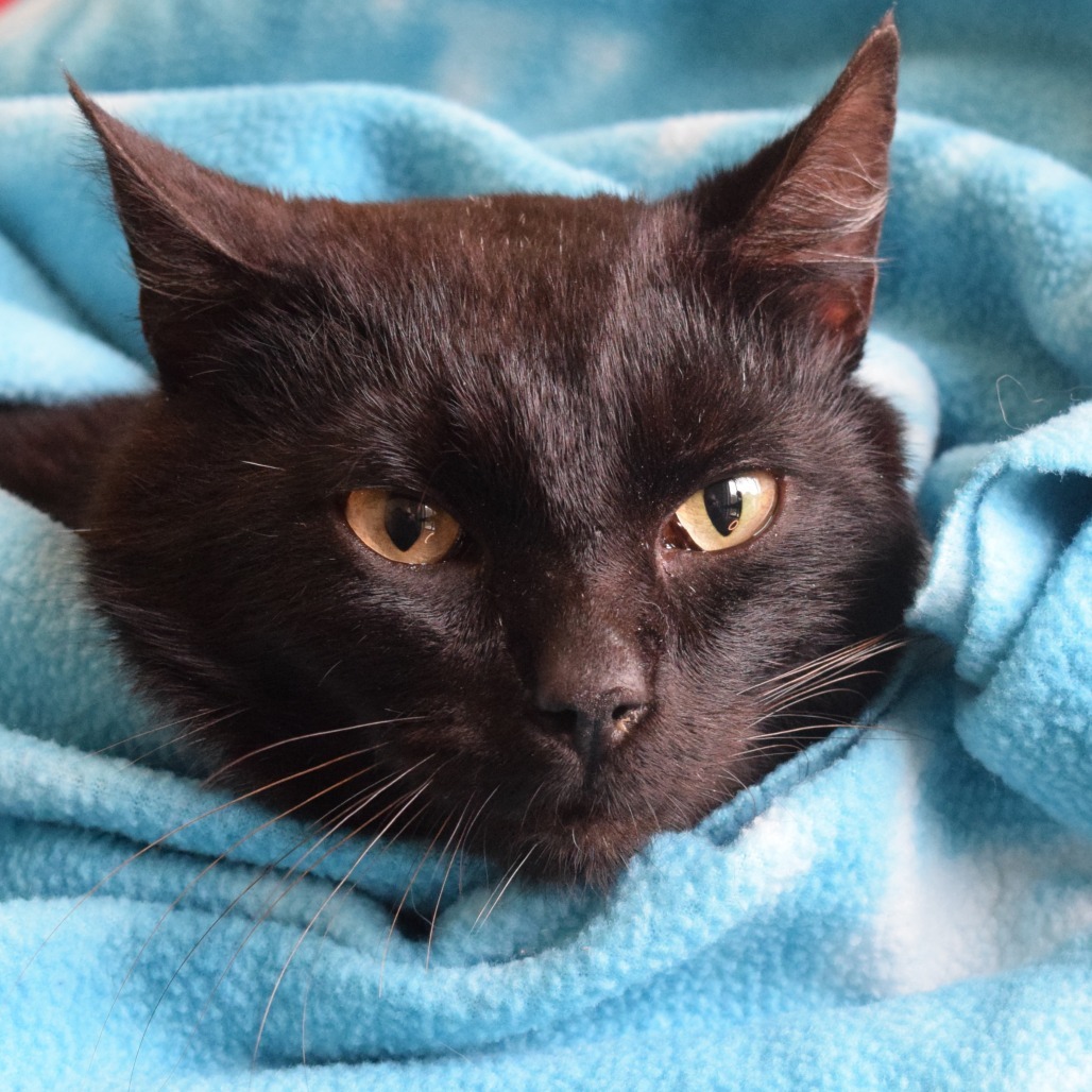 Keegan, an adoptable Domestic Short Hair in Eureka, CA, 95503 | Photo Image 3