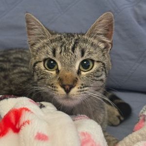 Meet Celina the street-smart sweetheart who knew exactly what she wanted-a warm bed kind people a